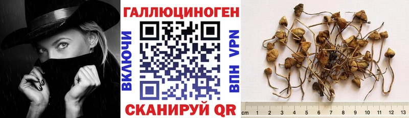 цены наркотик  Зеленоградск  Галлюциногенные грибы Psilocybine cubensis 